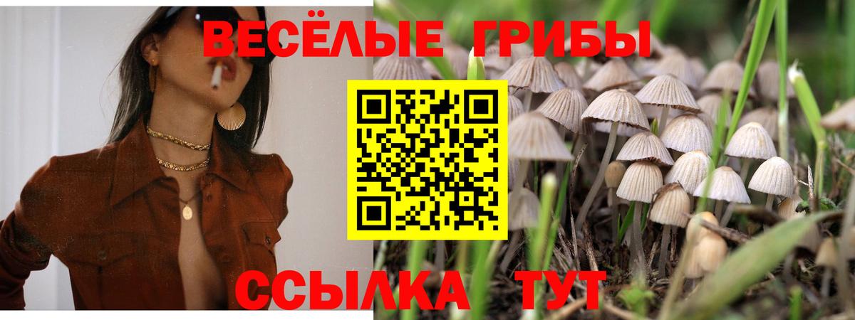 Сертолово  Галлюциногенные грибы MAGIC MUSHROOMS  где продают   Вход с VPN 